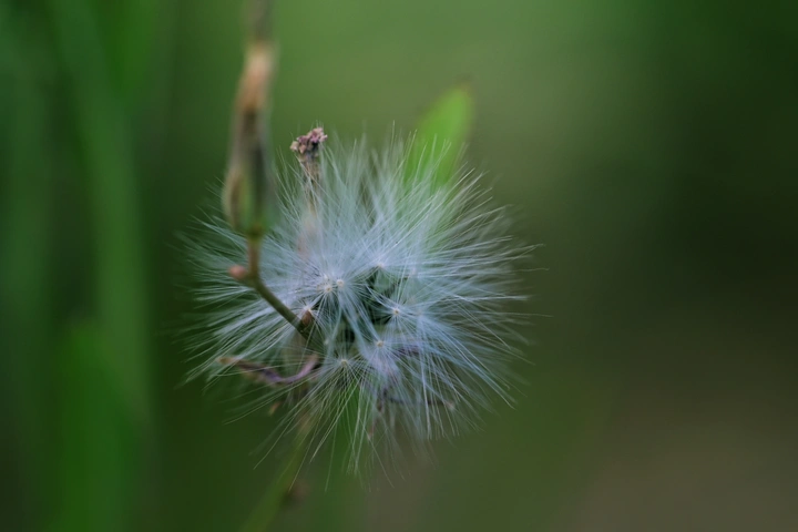 微观植物花蕊
