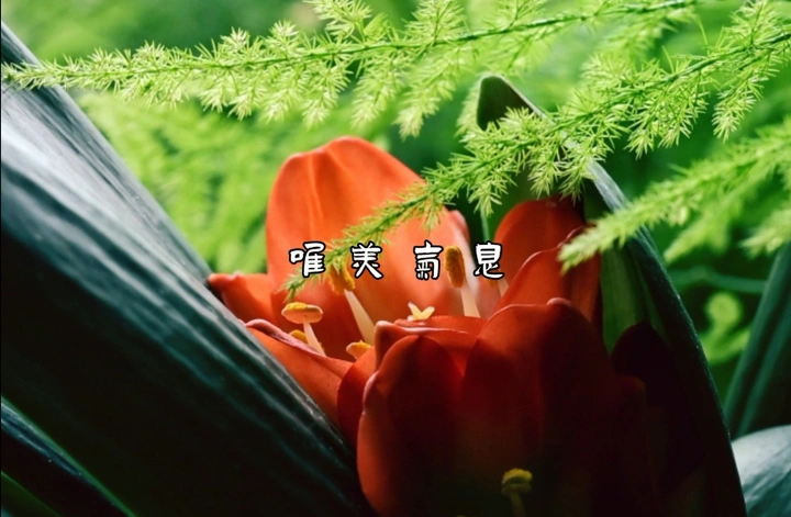 唯美气息