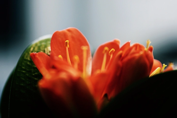 芳心荡漾