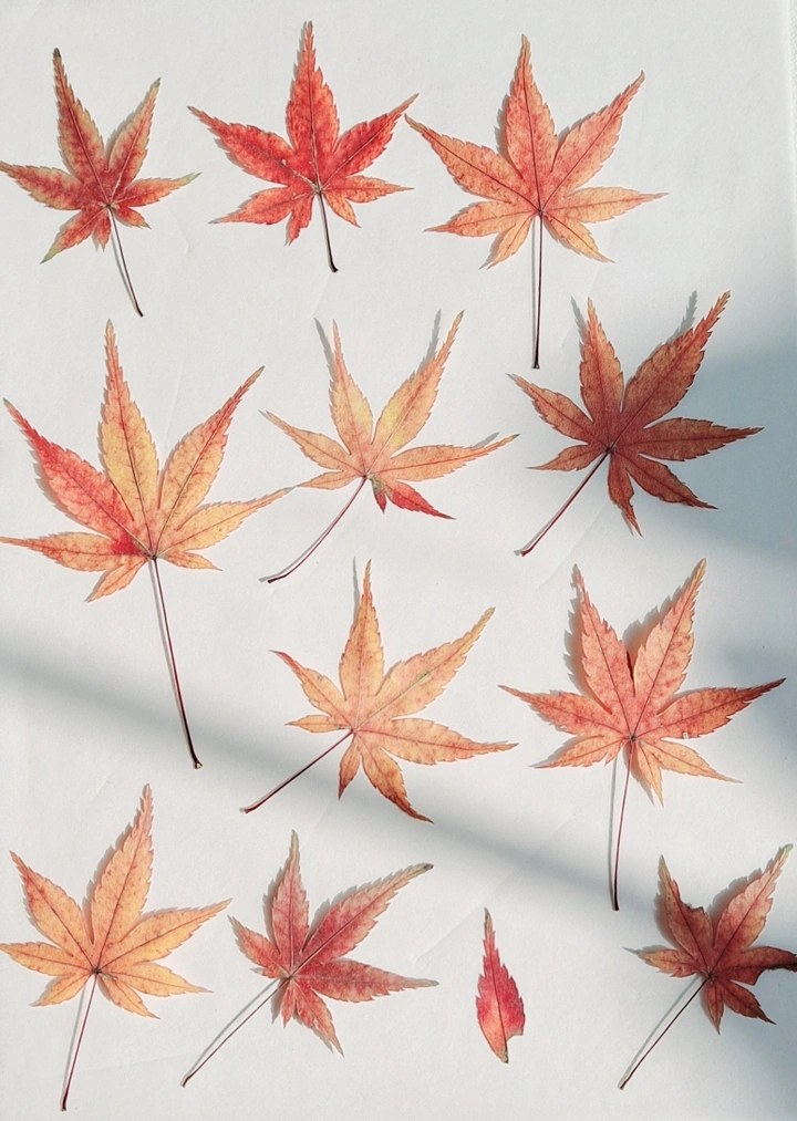 槭爪枫叶标本