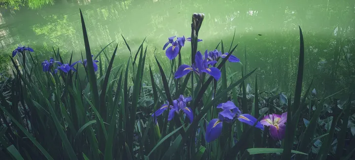 水中鸢尾