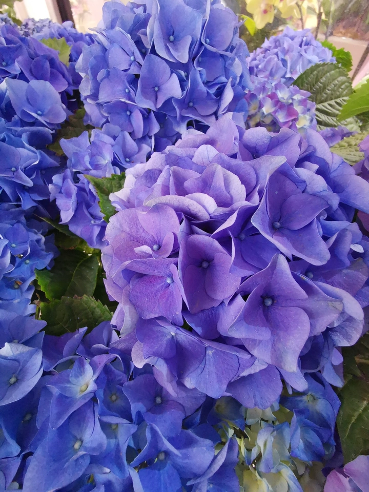 蝴蝶蓝
