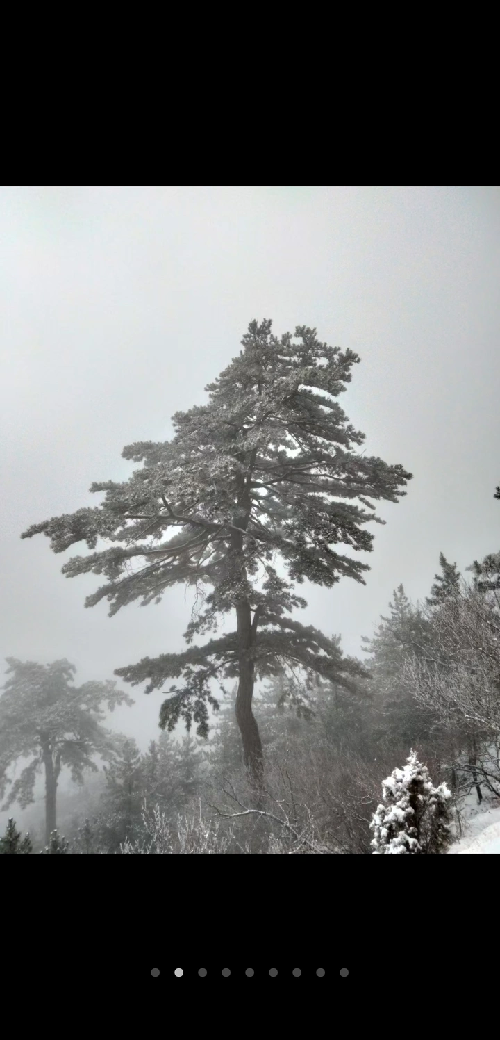 雪雾凇