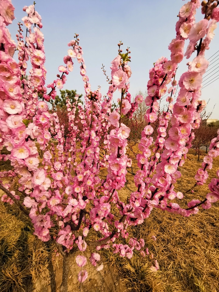 桃花