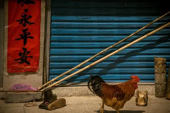 一只公鸡走在一条街道上 旁边有一栋建筑 一根杆子和一双鞋子。