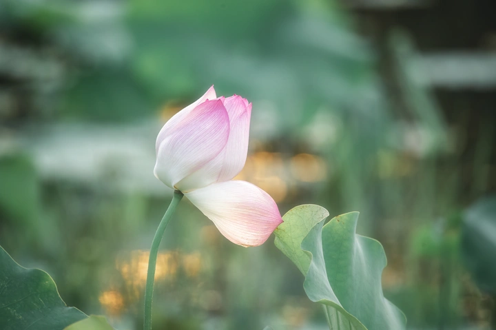 荷花