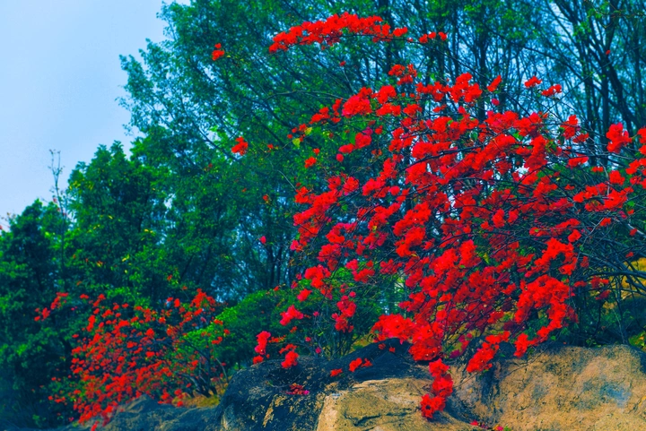 花