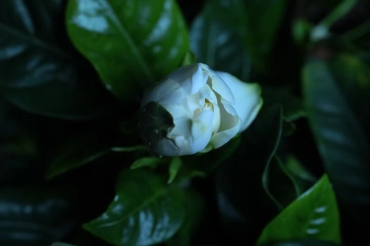 栀子花开