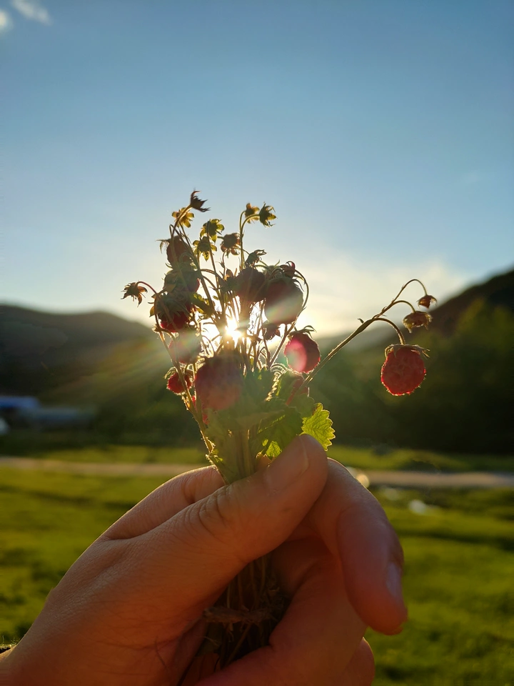 小山⛰️上的野草莓🍓