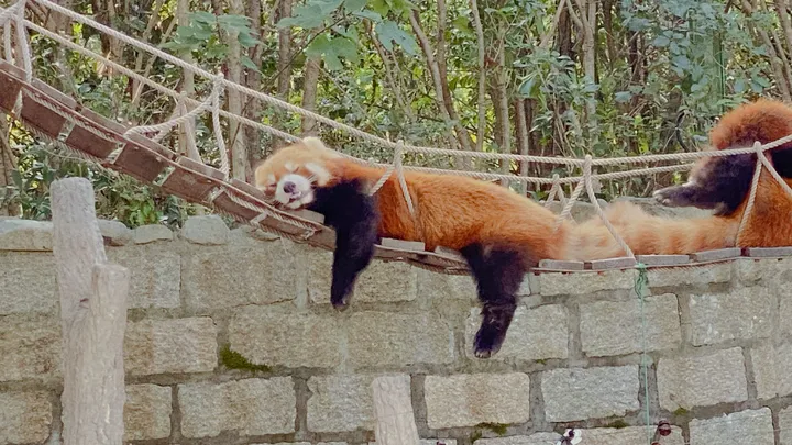 惬意 小熊猫午睡