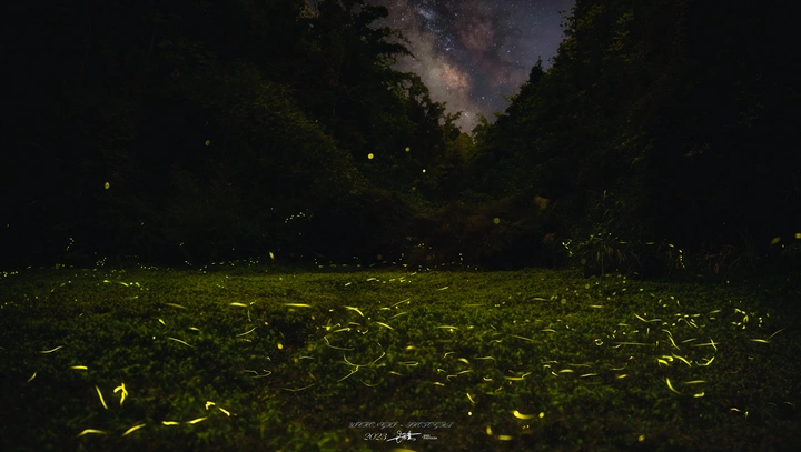 萤火虫的星空