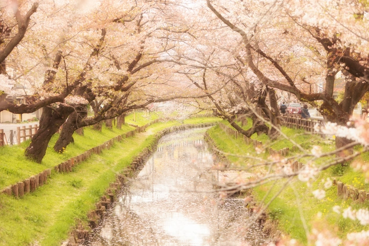 川越的新河岸川の樱花
