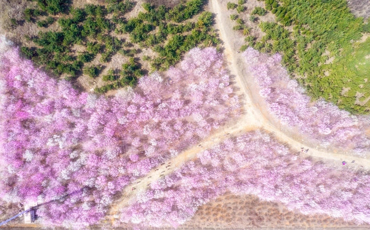 十里桃花