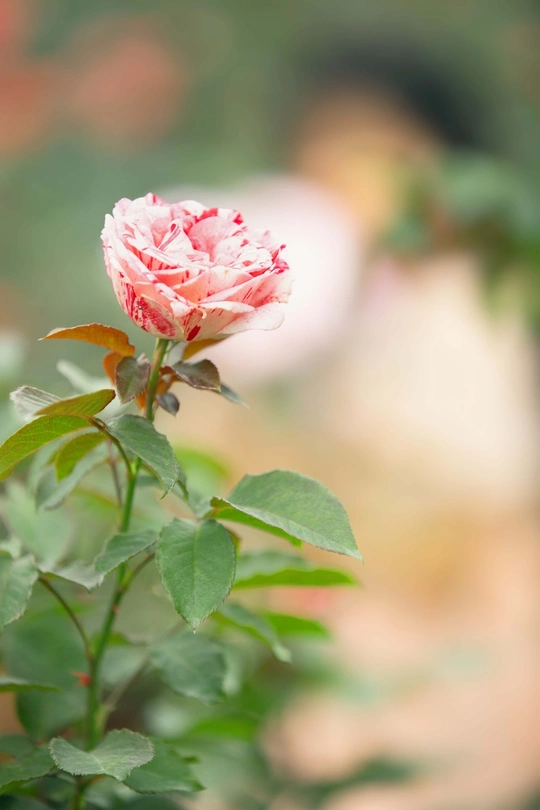 一朵粉玫瑰在花园中盛开