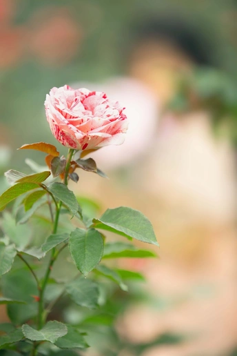 一朵粉玫瑰在花园中盛开