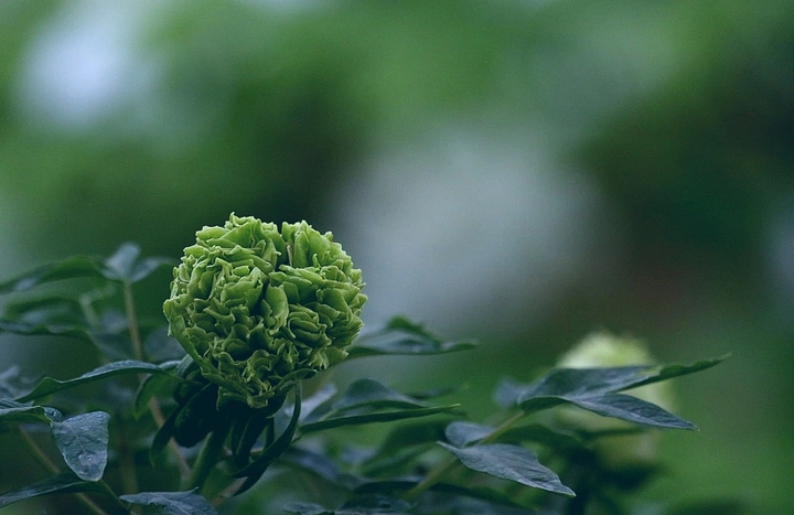 花期尾声  别样珍贵