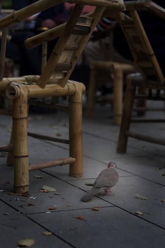 一只小鸟栖息在一把木椅上 木椅坐在地面上。