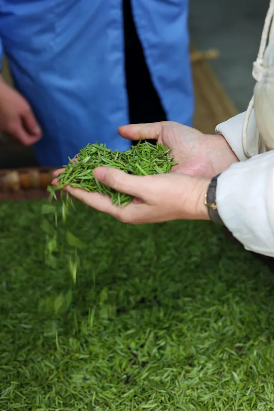 一个人手里拿着一盆绿色植物