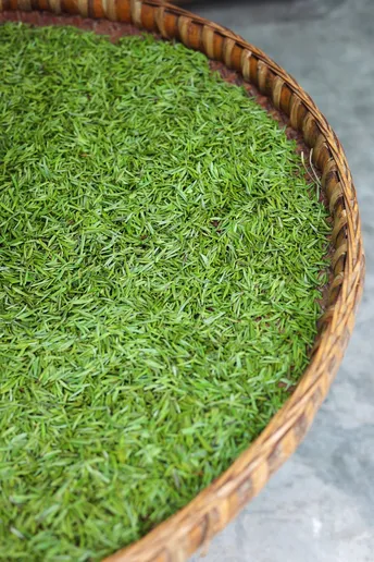 编织篮中的一片绿草