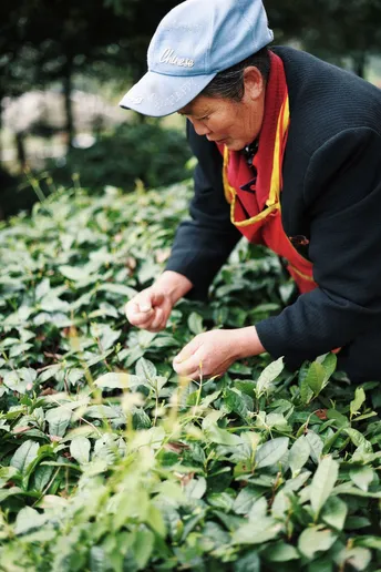 一位妇女在森林里摘草莓