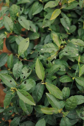 一棵长满小白花的绿色小灌木