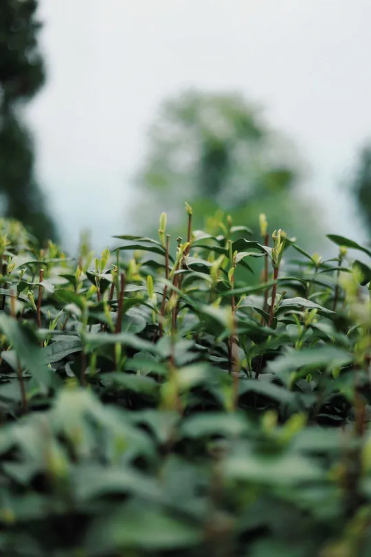 绿色植物的田野 背景中有树木