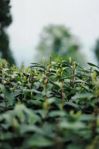 绿色植物的田野 背景中有树木