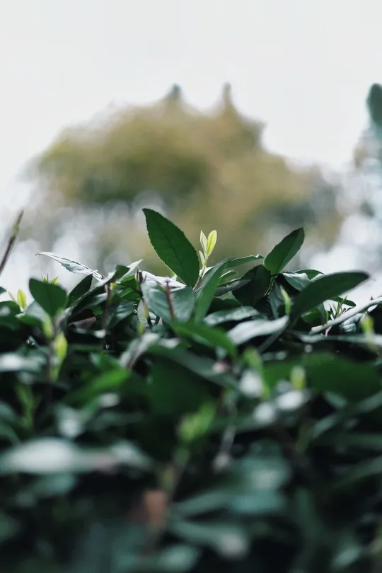 绿色植物从地面生长出来