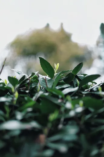 绿色植物从地面生长出来