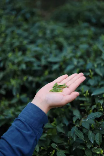 一个人伸出手掌 指向一片绿色的植物