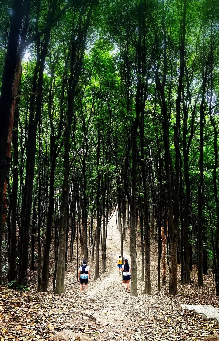 山林小径