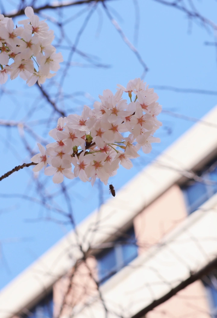 樱花