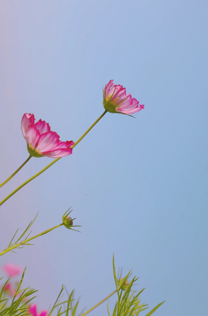 春暖花开