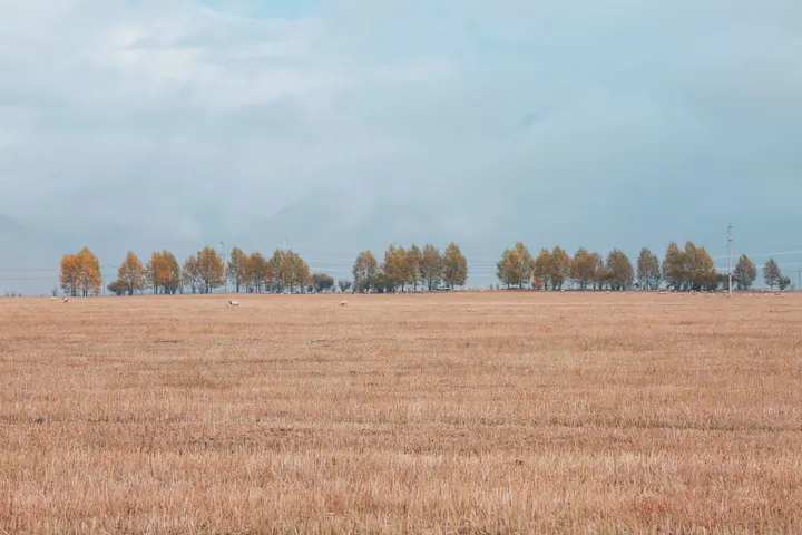 秋·悲凉