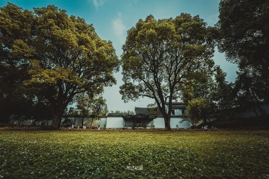 一片绿草如茵 背景中有树木。