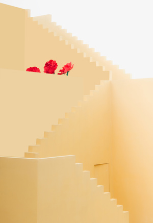 一个白色楼梯 有一些台阶和一个插着红玫瑰的花瓶。