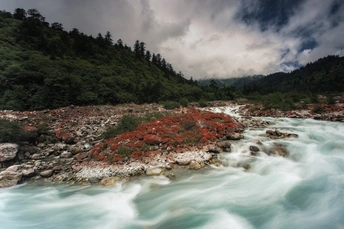 一条河 河岸上有岩石和红花 背景是山脉。