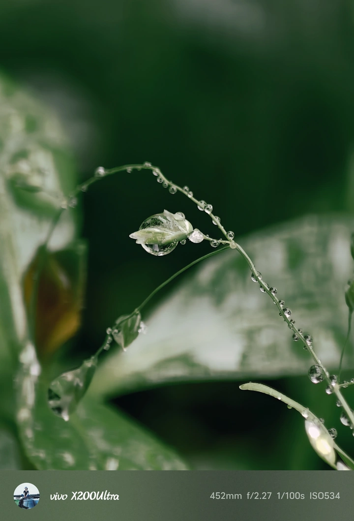 雨中春绿