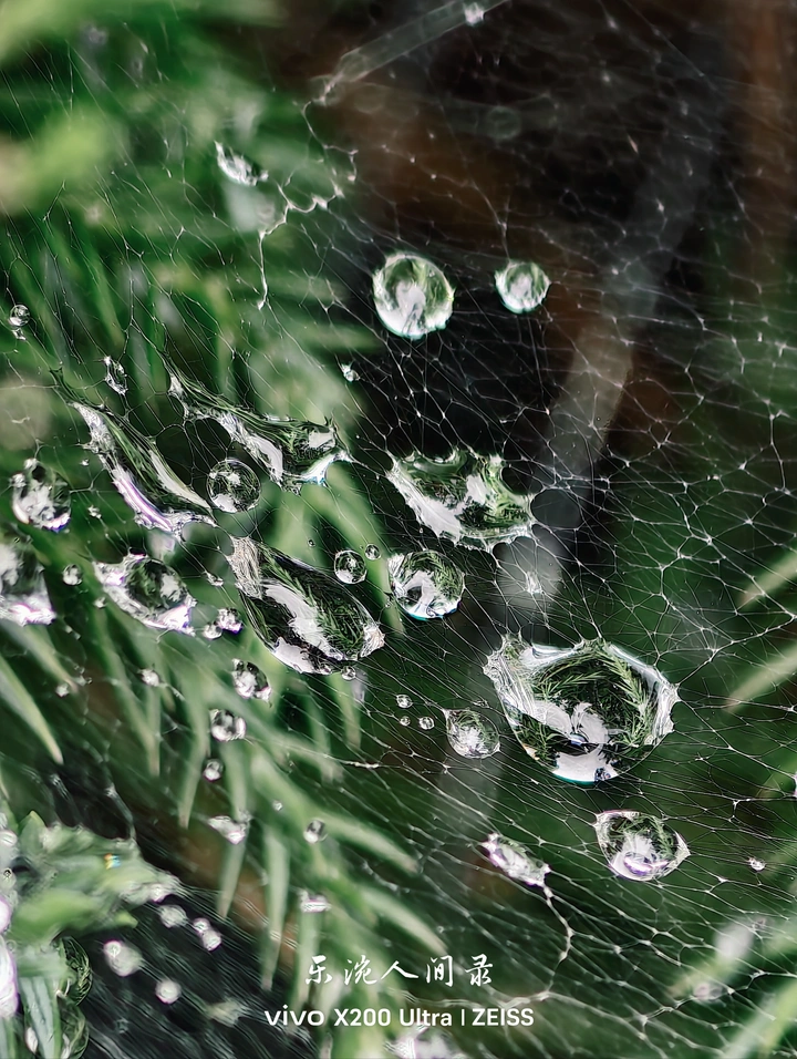 蛛网的雨季