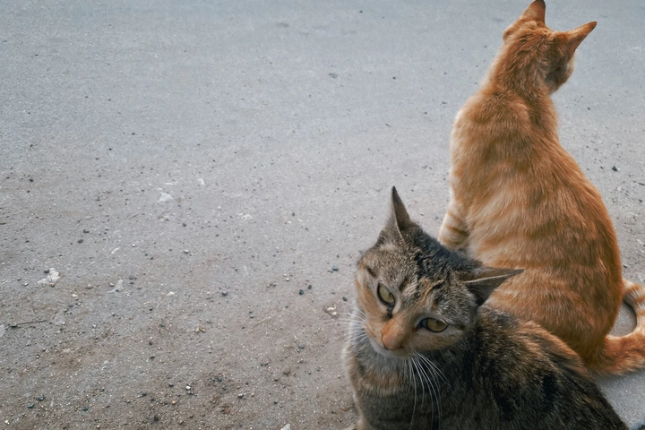 街边野猫