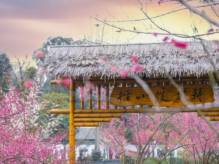 成都浣花溪梅花