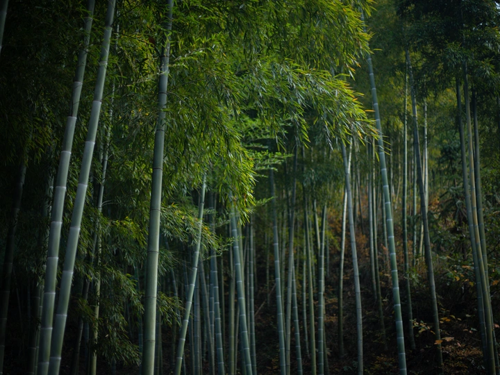 莫干山的深秋