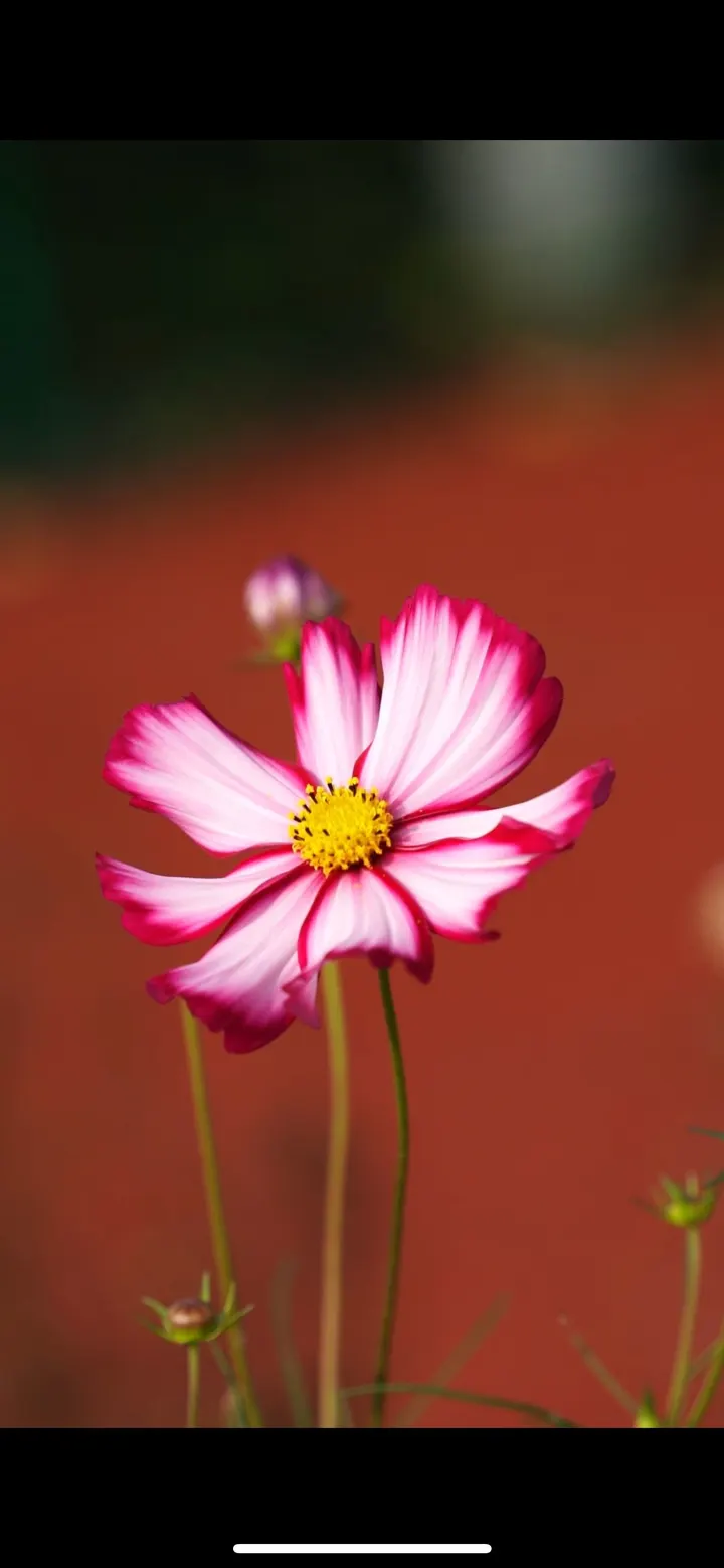 格桑花开