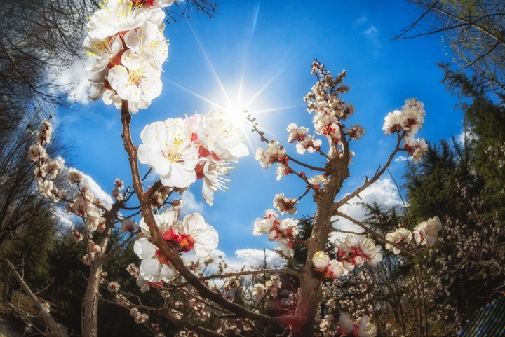 花芒