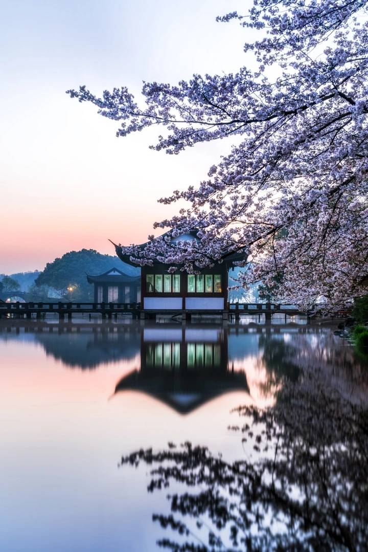 曲院风荷夜樱