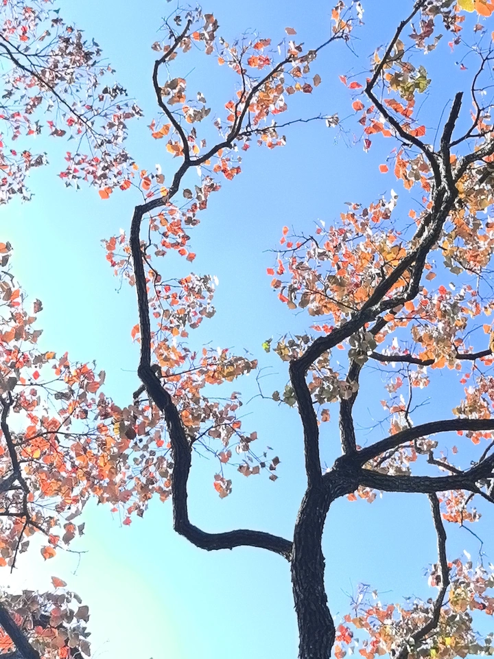 秋色