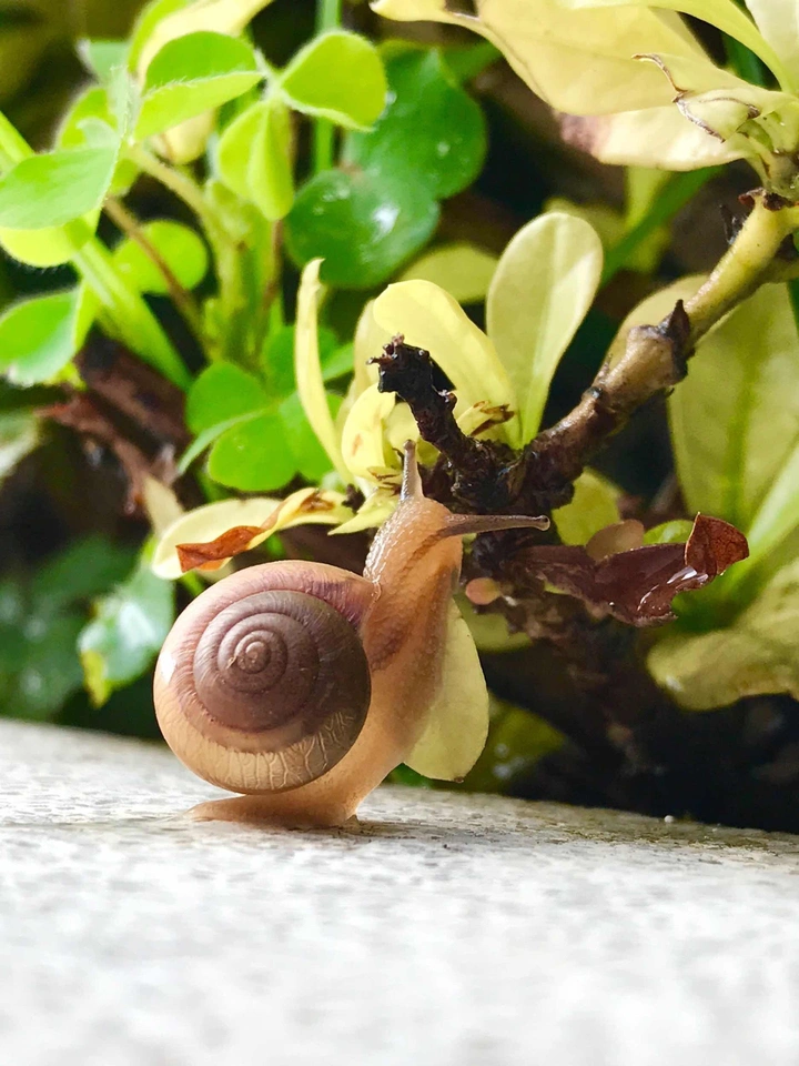 蜗牛的夏天