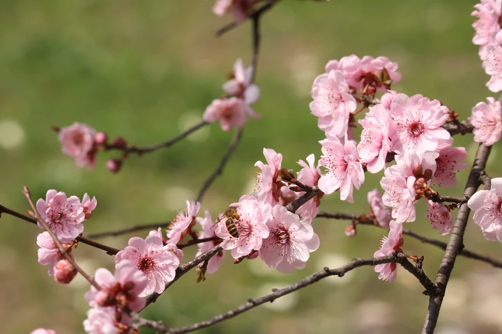 蜂“觅”美人梅