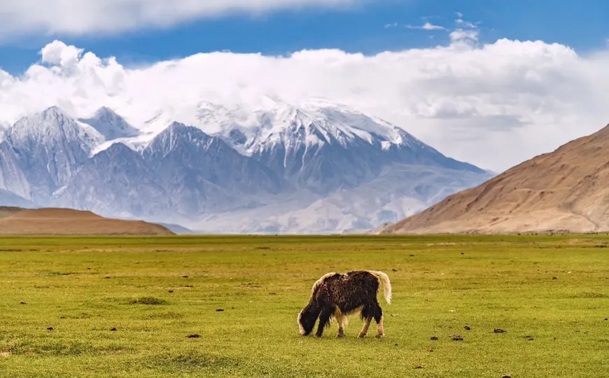 一匹马在绿色的草地上吃草 背景是山脉。