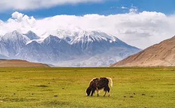 一匹马在绿色的草地上吃草 背景是山脉。